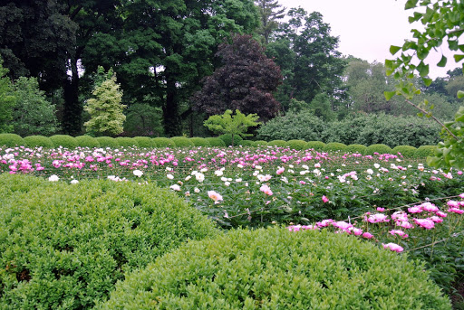 A Look at My Blooming Herbaceous Peony Garden - The Martha Stewart Blog