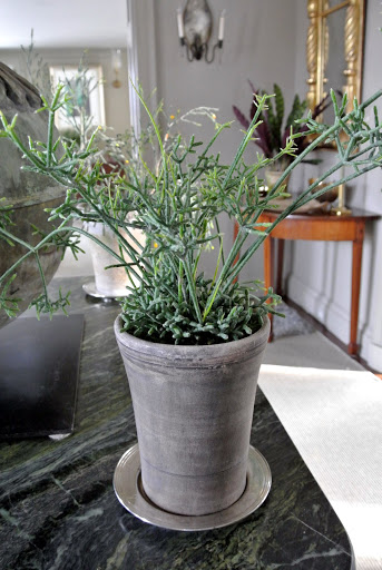 Decorating With Houseplants In Winter The Martha Stewart Blog