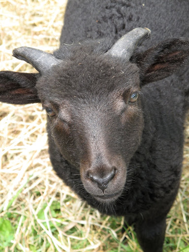 Welcoming my new black sheep to the farm! - The Martha Stewart Blog