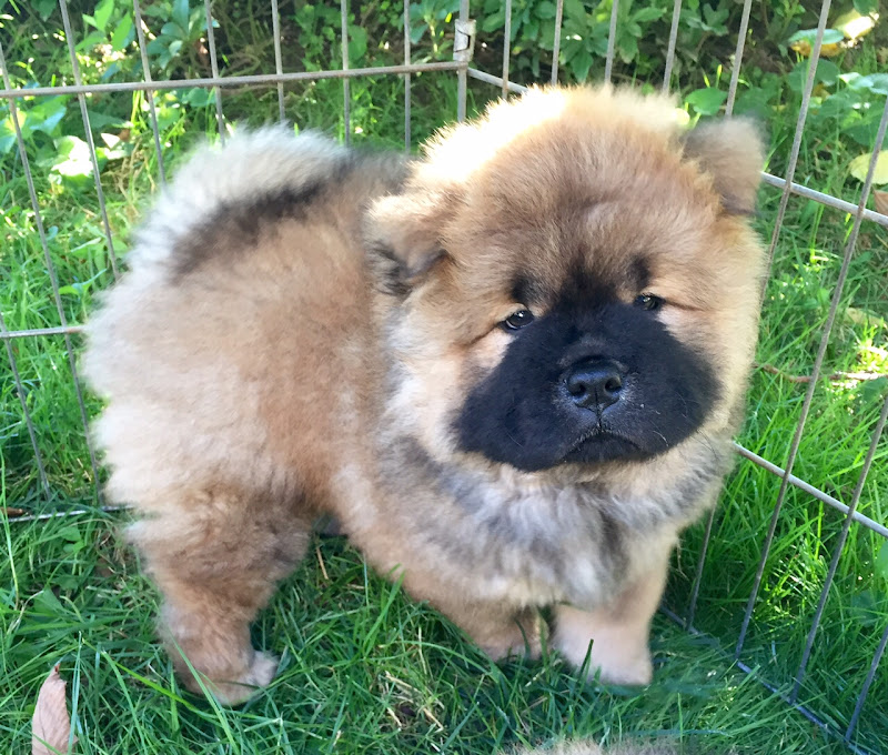 The Martha Stewart Blog : Blog Archive : Chow Chow Puppies