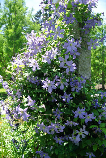 My Blooming Clematis - The Martha Stewart Blog