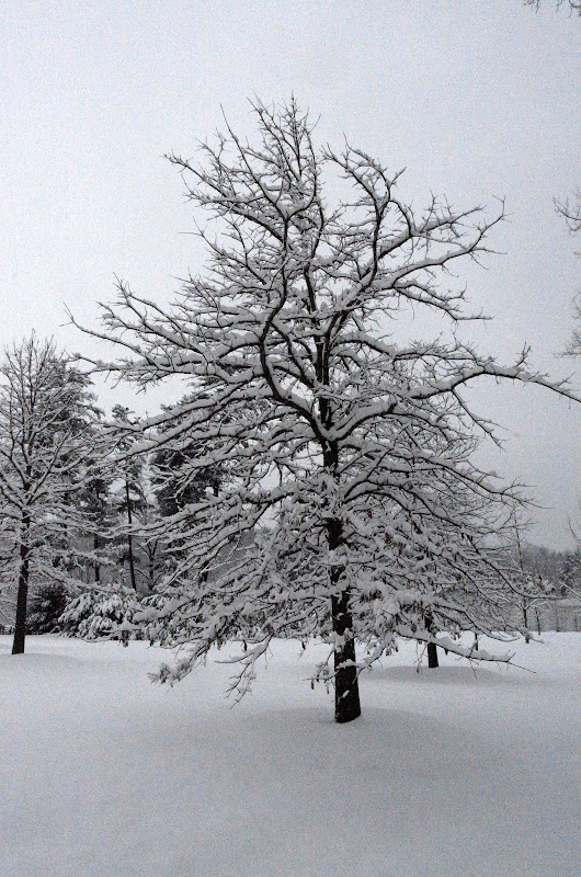 Winter Wonderland - The Martha Stewart Blog