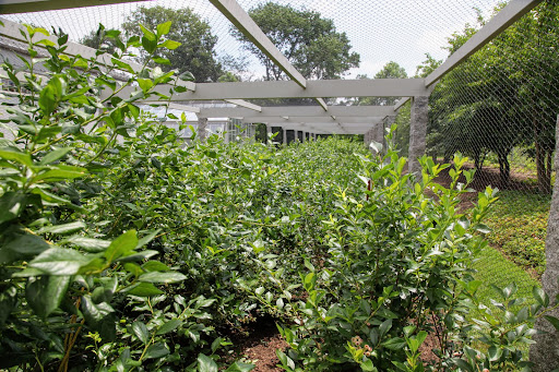 Berry Picking At Bedford - The Martha Stewart Blog