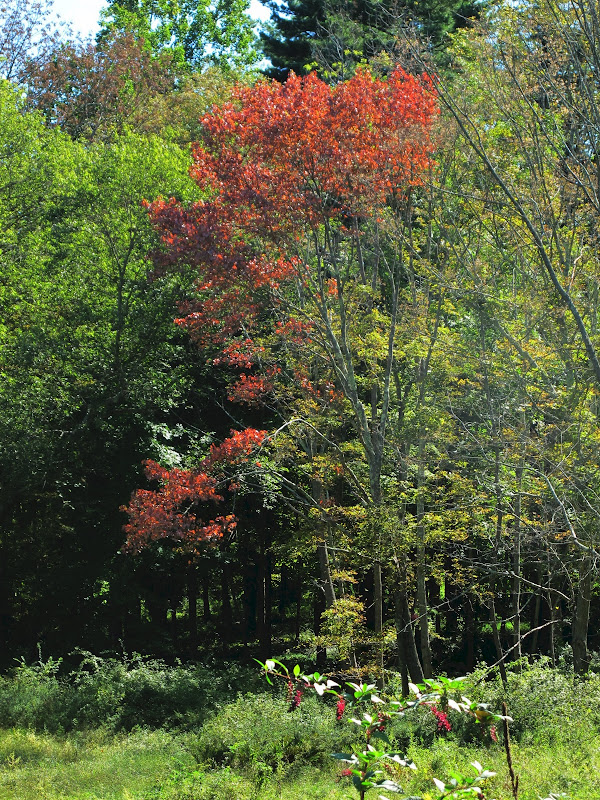 Late Summer Around the Farm - The Martha Stewart Blog