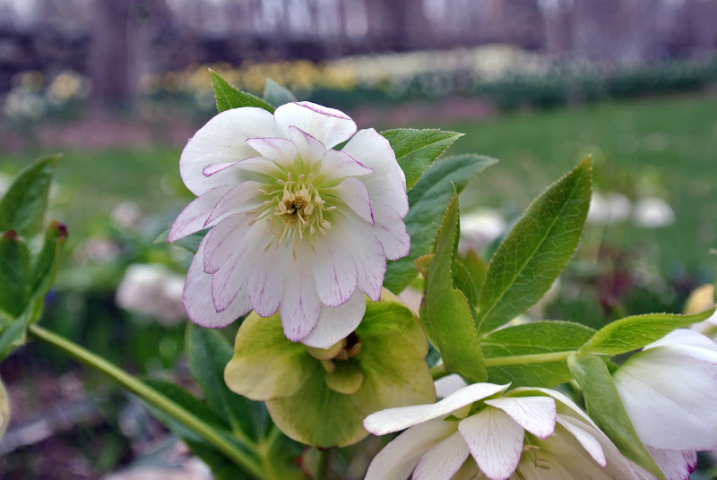 Hellebores Blooming at the Farm The Martha Stewart Blog