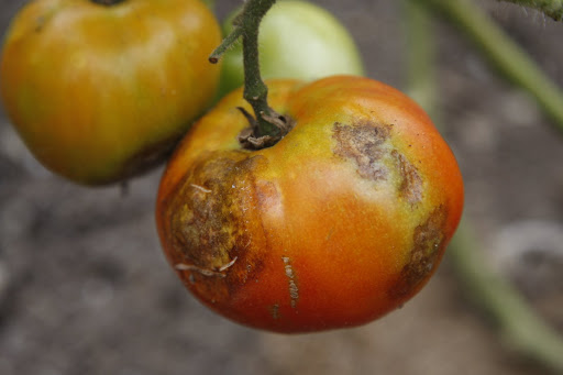 The tomato blight in my garden - The Martha Stewart Blog