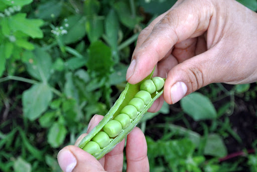 Harvesting Peas - The Martha Stewart Blog