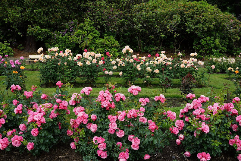 Our Visit To Portland's International Rose Test Garden - The Martha ...