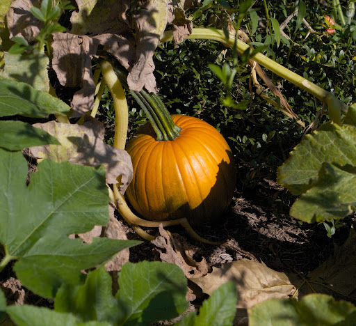 Harvesting the Pumpkin Patch - The Martha Stewart Blog